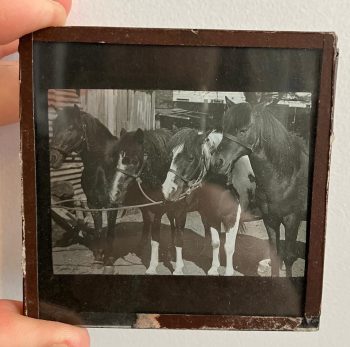 Antique Magic Lantern Glass Slide - Horses 