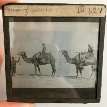 Antique Magic Lantern Glass Slide - Camels 