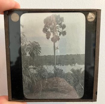 Antique Magic Lantern Glass Slide - Man climbing Palm Tree 