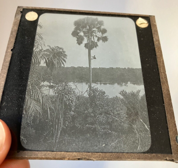 Antique Magic Lantern Glass Slide, Man climbing Palm Tree