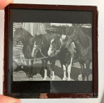 Antique Magic Lantern Glass Slide - Horses