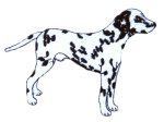 Dalmatian Embroidered Patch #2